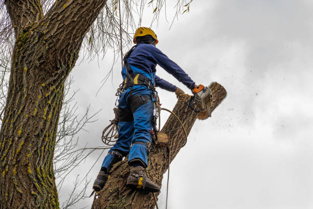 Homewood, IL Tree Removal Company