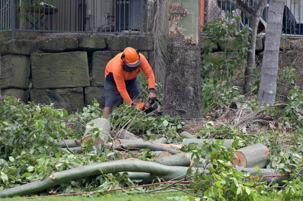 How Our Tree Care Process Works  in  Homewood, IL